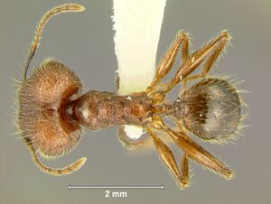 Pheidole-plagiariaD2.5.jpg