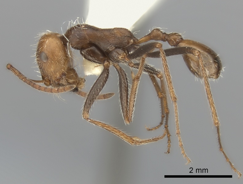 File:Ocymyrmex monardi casent0217898 p 1 high.jpg