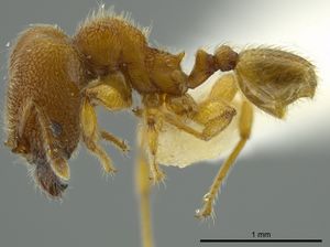 Pheidole bicornis inbiocri001281881 p 1 high.jpg