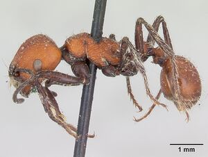 Pogonomyrmex rastratus casent0173352 profile 1.jpg