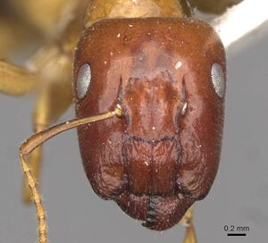 Camponotus polynesicus casent0910585 h 1 high.jpg
