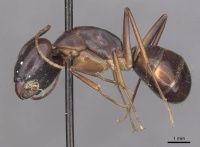 Camponotus pulvinatus casent0910072 p 1 high.jpg