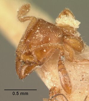 Hypoponera grandidieri casent0101158 profile 1.jpg