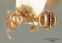 Pheidole maja jtlc000015318 dorsal 1.jpg