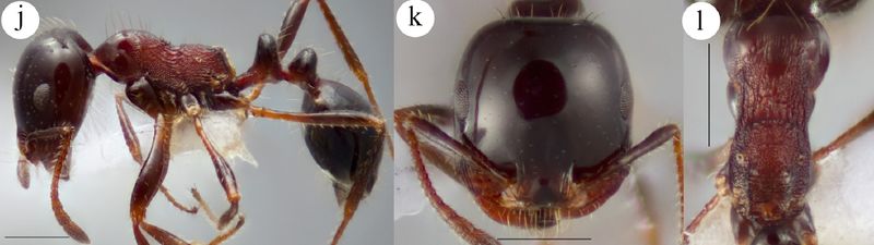 File:Sparks et al. 2015 Fig 4 j-l Monomorium eremoides.jpg