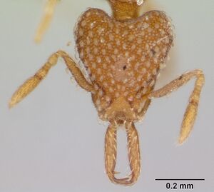 Strumigenys louisianae casent0178126 head 1.jpg