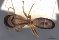 Camponotus barbatus casent0910132 d 1 high.jpg