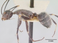 Camponotus batesii casent0101366 profile 1.jpg
