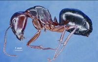 Camponotus triodiae major p.jpg