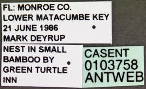 Cephalotes varians casent0103758 label 1.jpg