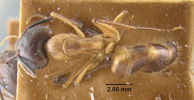 File:MCZ-ENT00021458 Camponotus vafer had.jpg