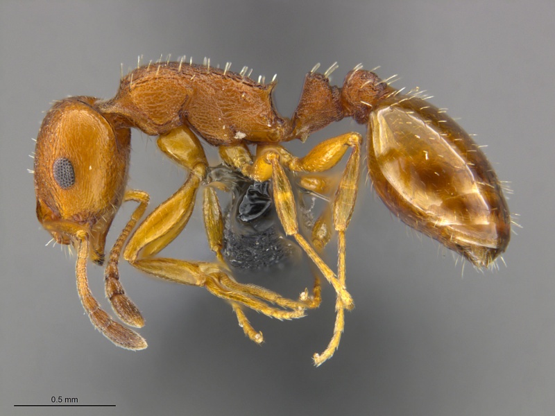 File:Mcz-ent00669490 Temnothorax carinatus hal.jpg