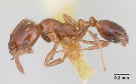 Monomorium emarginatum casent0103536 profile 1.jpg