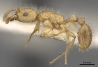 Tetramorium meressei casent0280922 p 1 high.jpg