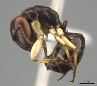 Camponotus christmasensis casent0915748 p 1 high.jpg