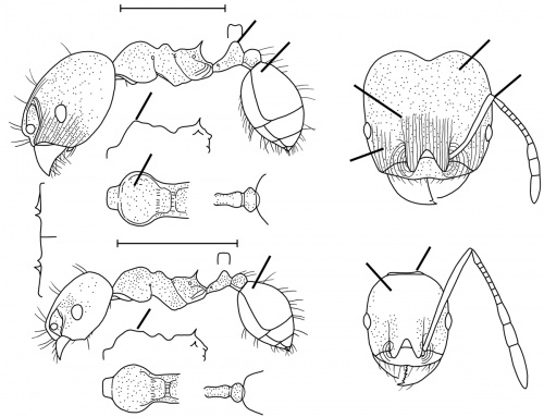 Pheidole sagax Wilson 2003.jpg