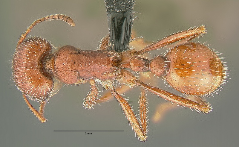 File:Pogonomyrmex-occidentalisD2.jpg