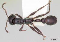 Tetraponera nigra casent0103313 dorsal 1.jpg