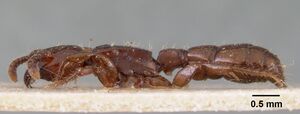 Acanthostichus kirbyi casent0102001 profile 1.jpg