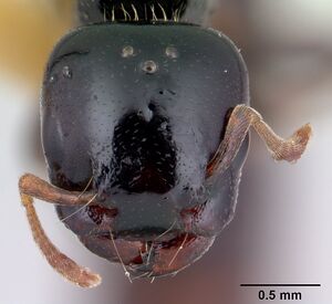 Liomyrmex gestroi casent0178545 head 1.jpg