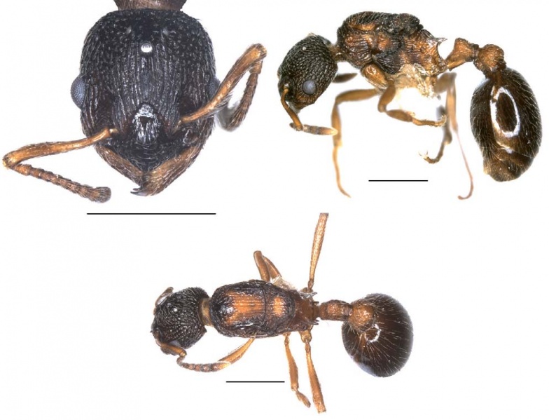 File:Myrmica elbrusi queen.jpg