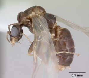 Dorymyrmex spurius casent0173853 profile 1.jpg