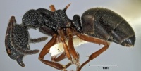 Dolichoderus scabridus side view