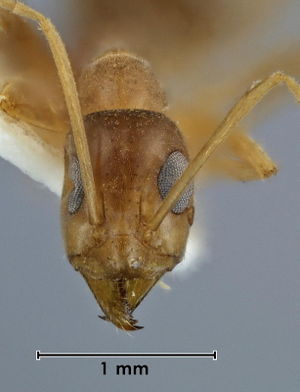 Iridomyrmex macrops head view