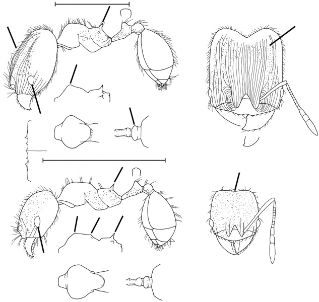 File:Pheidole monteverdensis Wilson 2003.jpg