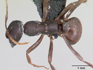 Polyergus nigerrimus casent0173337 dorsal 1.jpg