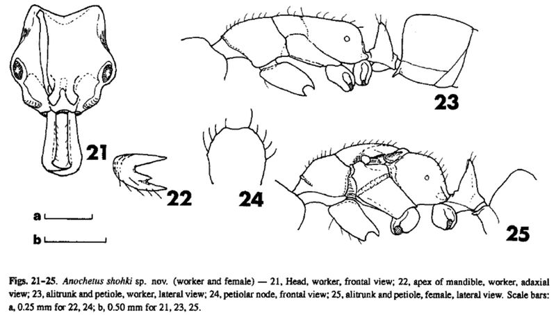 File:Anochetus shohki F21-25.jpg