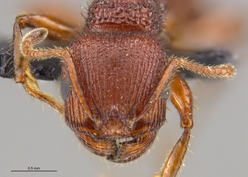 File:Mcz-ent00669019 Pogonomyrmex imberbiculus hef.jpg