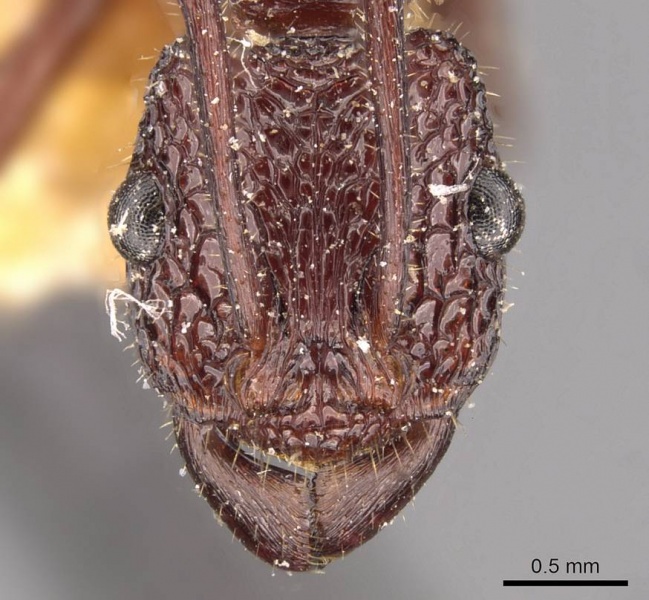 File:Rhytidoponera reticulata casent0907161 h 1 high.jpg
