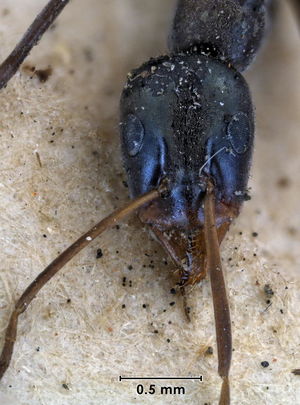 Iridomyrmex bicknelli head view