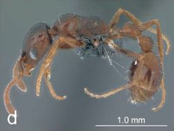 Nesomyrmex entabeni P.jpg