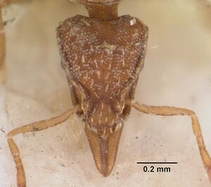 Pyramica simoni casent0102255 head 1.jpg