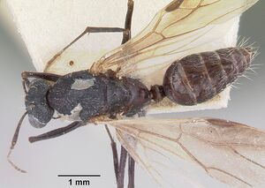 Camponotus grandidieri casent0101371 dorsal 1.jpg