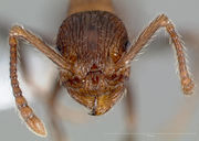 Myrmica rugiventris casent0005704 head 1.jpg