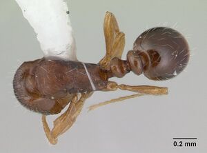 Oxyepoecus rastratus casent0178854 dorsal 1.jpg