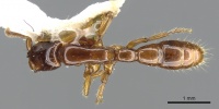 Acanthostichus quirozi casent0903674 d 1 high.jpg