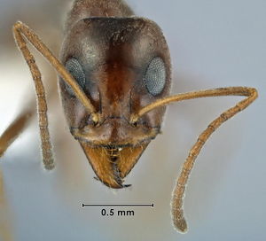 Iridomyrmex dromus ANIC32-032725 head 50-Antwiki.jpg