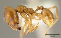 Pheidole alfaroi inb0003665062 profile 1.jpg