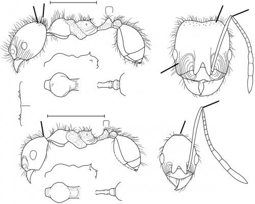 Pheidole cocciphaga Wilson 2003.jpg