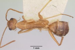 Camponotus maculatus casent0101356 dorsal 1.jpg