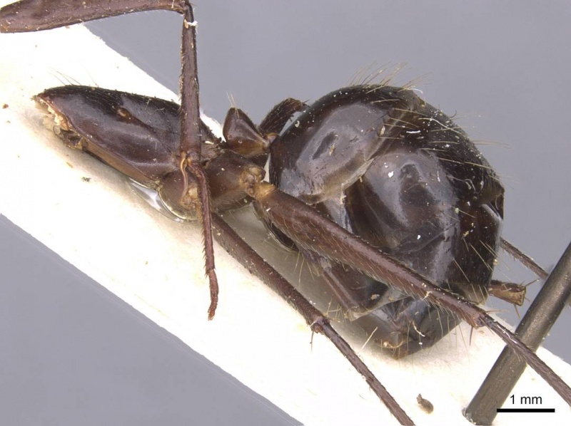 File:Camponotus wellmani casent0912080 p 2 high.jpg