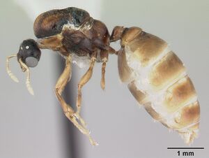 Dolopomyrmex pilatus casent0178566 profile 1.jpg