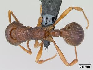 Myrmica ruginodis casent0080767 dorsal 1.jpg