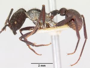 Pogonomyrmex mayri casent0103520 profile 1.jpg