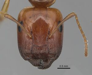 Camponotus polynesicus casent0280251 h 1 high.jpg