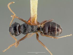 Camponotus striatus castype00606 dorsal 1.jpg